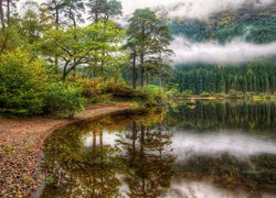 Jezioro Loch Eck i mgła nad lasem