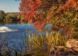 Jesień, Drzewa, Szuwary, Jezioro Max Eyth See, Stuttgart Hofen, Niemcy