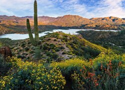 Stany Zjednoczone, Arizona, Góry, Mazatzal Mountains, Jezioro, Mazatzal Lake, Krzewy, Kaktus