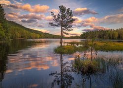 Jezioro, Chmury, Drzewa, Trawy, Odbicie, Miejscowość Sokna, Gmina Ringerike, Norwegia