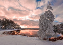 Zima, Śnieg, Jezioro, Drzewa