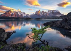 Park Narodowy Torres del Paine, Jezioro Pehoe, Drzewo, Skały, Góry Cordillera del Paine, Patagonia, Chile