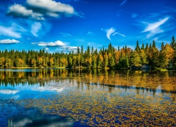 Jezioro, Las, Drzewa, Jesień