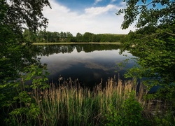 Jezioro, Drzewa, Trzciny, Rośliny