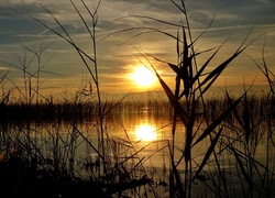 Jezioro, Trawy, Trzcina, Zachód słońca