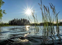 Jezioro, Promienie słońca, Drzewa, Trzciny