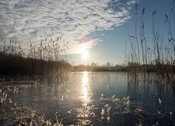 Jezioro porośnięte trzcinami