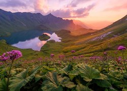 Niemcy, Bawaria, Góry, Alpy, Jezioro Schrecksee, Dolina, Kwiaty