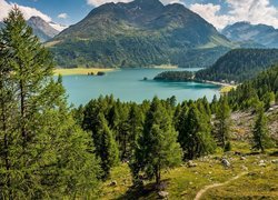 Góry Alpy, Drzewa, Dolina Engadyna, Jezioro Silsersee, Szczyt Piz da la Margna, Kanton Gryzonia, Szwajcaria