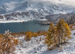 Szwajcaria, Dolina Engadyna, Jezioro Silsersee, Kamienie, Góry, Alpi del Bernina, Las, Drzewa, Zima