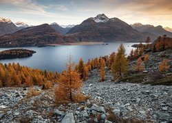 Szwajcaria, Dolina Engadyna, Jezioro Silsersee, Kamienie, Góry Alpi del Bernina, Las, Drzewa, Jesień