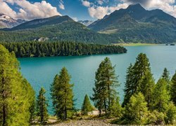 Góry, Alpy Bernina, Szczyt Piz da la Margna, Jezioro, Silsersee, Drzewa, Dolina Engadyna, Kanton Gryzonia, Szwajcaria