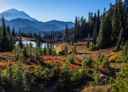 Góry, Stratowulkan, Mount Rainier, Jezioro, Tipsoo Lake, Las, Drzewa, Krzewy, Park Narodowy Mount Rainier, Stan Waszyngton, Stany Zjednoczone