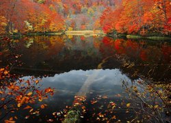 Japonia, Wyspa Honsiu, Park Narodowy Towada-Hachimantai, Jezioro Tsuta Numa, Las bukowy