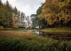 Anglia, Glenridding, Park, Drzewa, Jezioro, Trawa