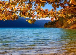 Jezioro Weissensee, Gałęzie, Liście, Drzewa, Góry, Alpy Gailtalskie, Jesień, Austria