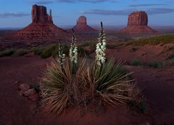 Wyżyna Kolorado, Dolina Pomników, Monument Valley, Rezerwat Indian Navaho, Skały, Kwiat, Juka karolińska, Stan Utah, Stany Zjednoczone Juka karolińska