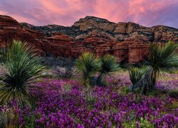 Stany Zjednoczone, Arizona, Sedona, Bear Mountain, Niebo, Skały, Juki, Kwiaty, Zachód słońca, Góry
