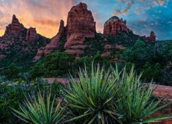 Stany Zjednoczone, Arizona, Sedona, Red Rock, Góry, Skały, Szczyty, Drzewa, Juki, Chmury