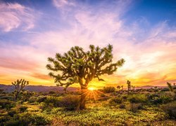 Stany Zjednoczone, Stan Kalifornia, Park Narodowy Joshua Tree, Jukki krótkolistne, Drzewo Jozuego, Roślinność, Wschód słońca