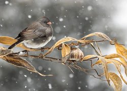 Ptak, Junko zwyczajny, Liście, Śnieg, Zima