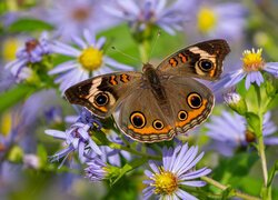 Junonia coenia na astrach marcinkach