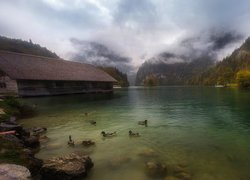 Niemcy, Bawaria, Jezioro Königssee, Alpy Berchtesgadeńskie, Góry, Mgła, Dom, Kaczki