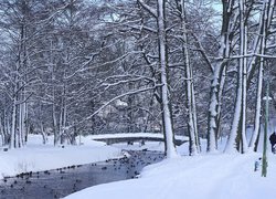 Kaczki na rzece w zimowym parku