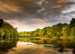 Anglia, Hrabstwo Gloucestershire, Cannop Ponds, Staw Cannop, Kaczki, Drzewa