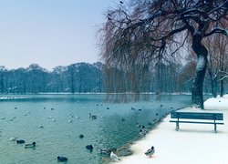 Kaczki na stawie w zimowym parku