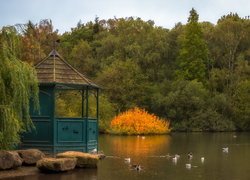 Kaczki obok altany nad stawem w parku