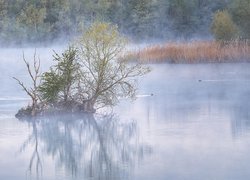 Kaczki obok wysepki z krzewami na zamglonym jeziorze