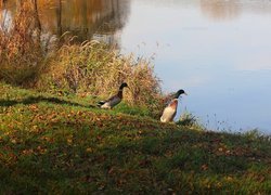 Kaczni krzyżówki nad stawem