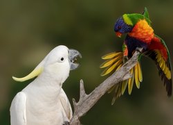 Dwie, Papugi, Kakadu biała, Lorysa górska