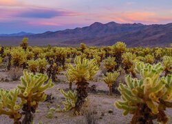 Stany Zjednoczone, Kalifornia, Park Narodowy Joshua Tree, Kaktusy, Cholla, Góry