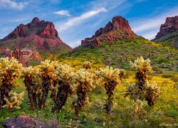 Stany Zjednoczone, Arizona, Oatman, Góry, Skały, Kaktusy cholla