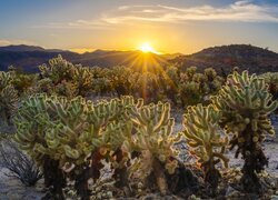 Stany Zjednoczone, Kalifornia, Park Narodowy Joshua Tree, Kaktusy, Cholla, Wschód słońca