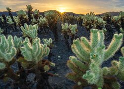 Stany Zjednoczone, Kalifornia, Park Narodowy Joshua Tree, Kaktusy, Cholla, Promienie słońca