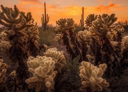 Kaktusy cholla