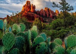 Stany Zjednoczone, Stan Arizona, Hrabstwo Coconino, Sedona, Crimsons Cliff, Skały, Drzewa, Kaktusy