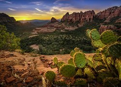 Stany Zjednoczone, Stan Arizona, Sedona, Góry, Skały, Kaktus, Drzewa