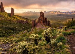 Stany Zjednoczone, Arizona, Skały, Roślinność, Kaktusy Cholla