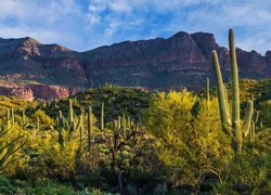 Kaktusy i góry na pustyni Sonora w Arizonie