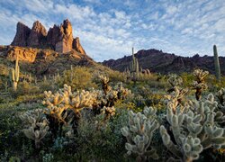 Kaktusy i góry na pustyni Sonoran Desert w Arizonie