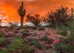 Kaktusy i krzewy na pustyni Sonoran Desert w Arizonie