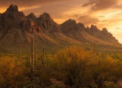 Góry, Park Narodowy Saguaro, Kaktusy, Karnegie olbrzymie, Trawa, Arizona, Stany Zjednoczone