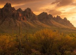 Kaktusy i krzewy na tle gór w Parku Narodowym Saguaro