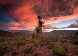 Kaktusy na pustyni o zachodzie słońca