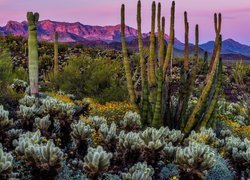 Kaktusy na pustyni Sonoran Desert w Arizonie