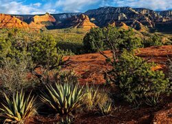 Stany Zjednoczone, Arizona, Sedona, Góry, Skały, Drzewa, Kaktusy, Rośliny